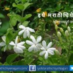 jasmin plant care tips by smita patil