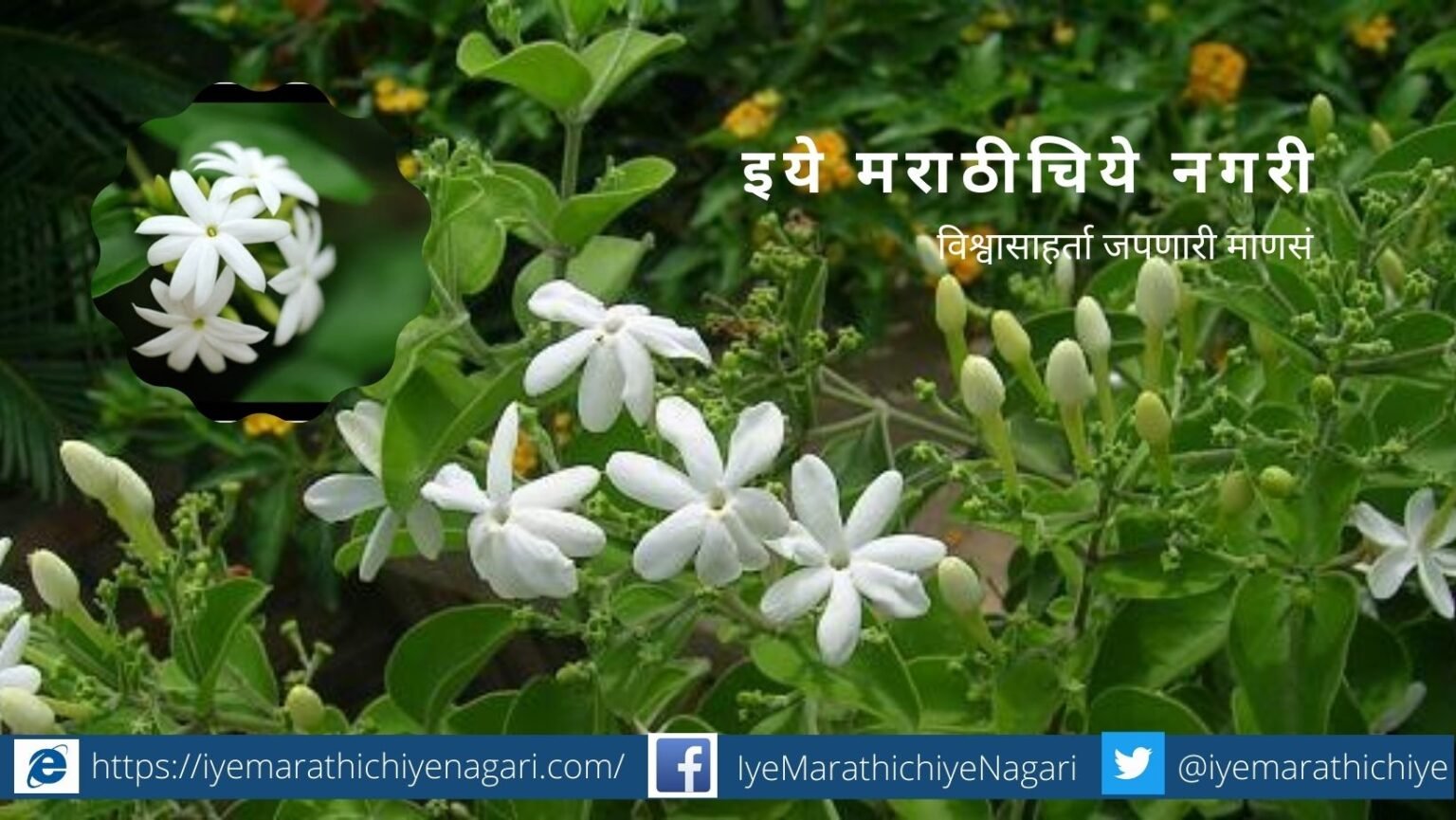 jasmin plant care tips by smita patil