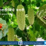 vine vegetables Crop advice by Dr S M Ghavde
