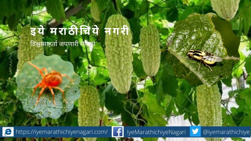 vine vegetables Crop advice by Dr S M Ghavde