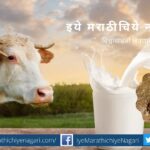 Difference between Desi and foreign cow milk