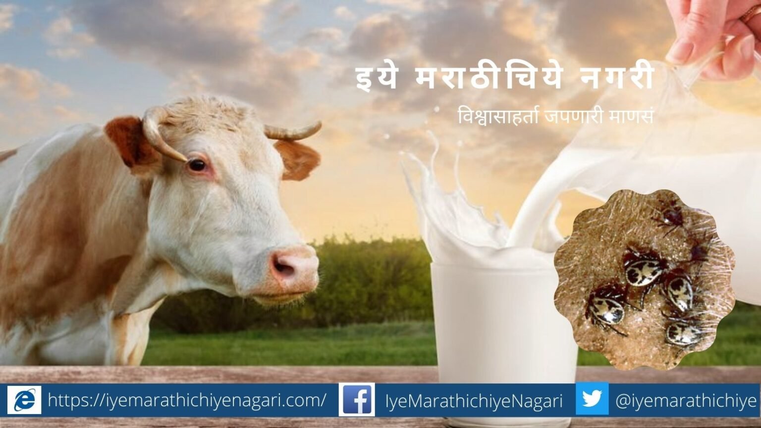 Difference between Desi and foreign cow milk
