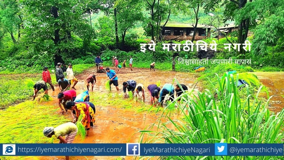 Experiment by students of DBJ College to plant rice