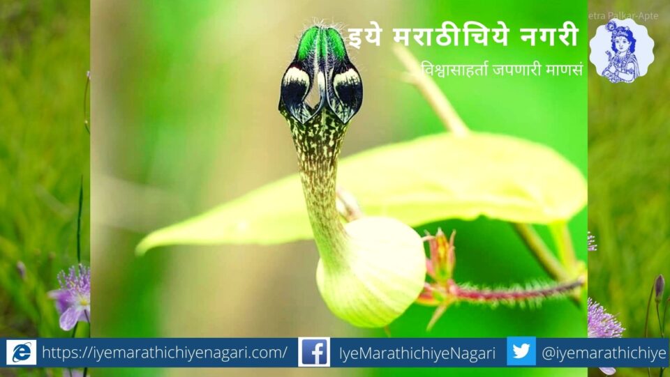 Morkharchudi plant in konkan article by J D Paradkar