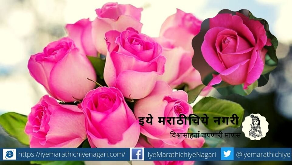 Rose plant gardening tips from smita patil