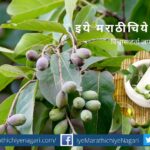 plan for herbal cultivation under Employment Guarantee scheme