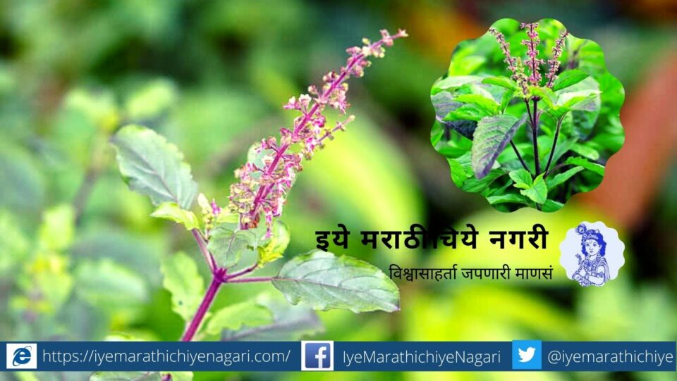 plant-care-tips-on-ocimum-sanctum-by-smita-patil
