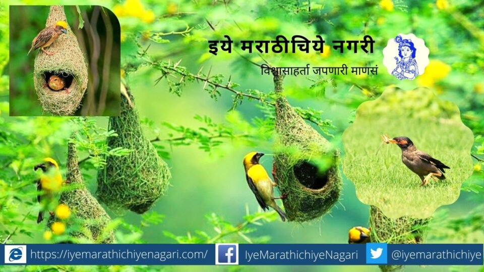 Birds are farmers friend article by rajendra ghorpade