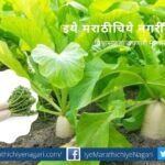 Cultivation Technique of Radish