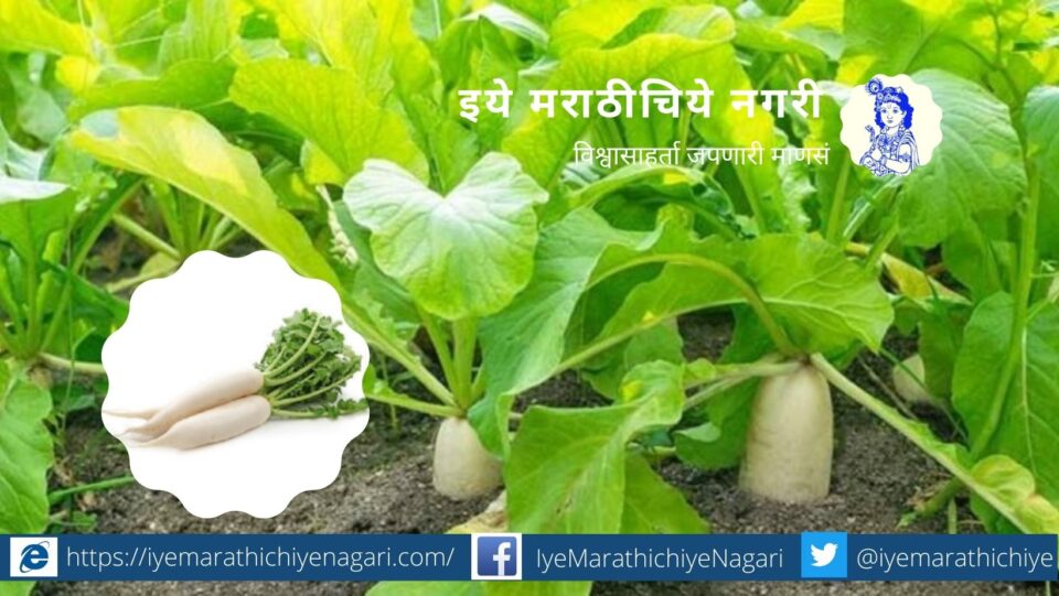Cultivation Technique of Radish