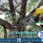 Family Treee like Ficus tree article by rajendra ghorpade