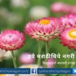 Harmones to Increase production of Ornamental Plants