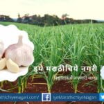 Insecticide from Garlic article by rajendra ghorpade