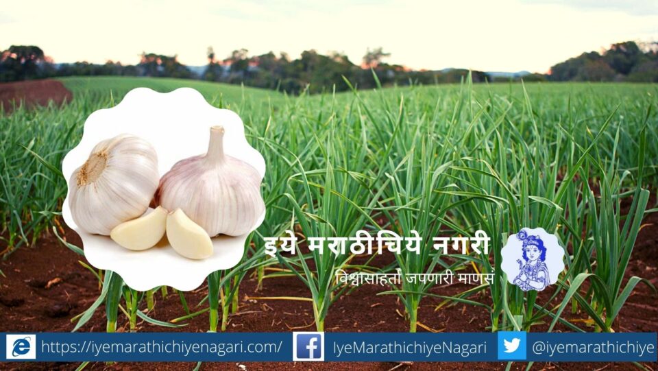 Insecticide from Garlic article by rajendra ghorpade