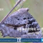 Navaratri Biodiversity Theme Grey Colour