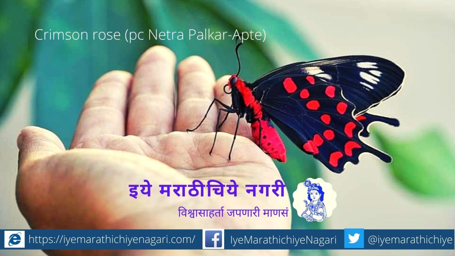 .Mormon rose Helen and Mime butterfly