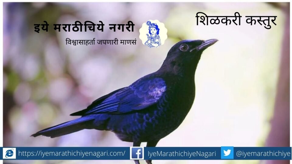 Navratri Biodiversity Theme of Blue color (4)