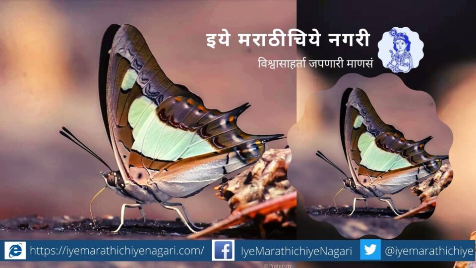 Rajah And Nawab Butterfly article by Pratik More