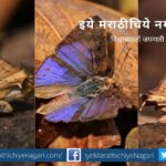Sliver Line Butterfly article by Pratik More