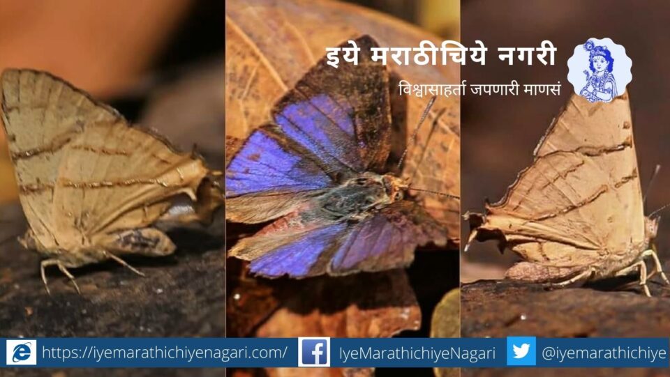 Sliver Line Butterfly article by Pratik More