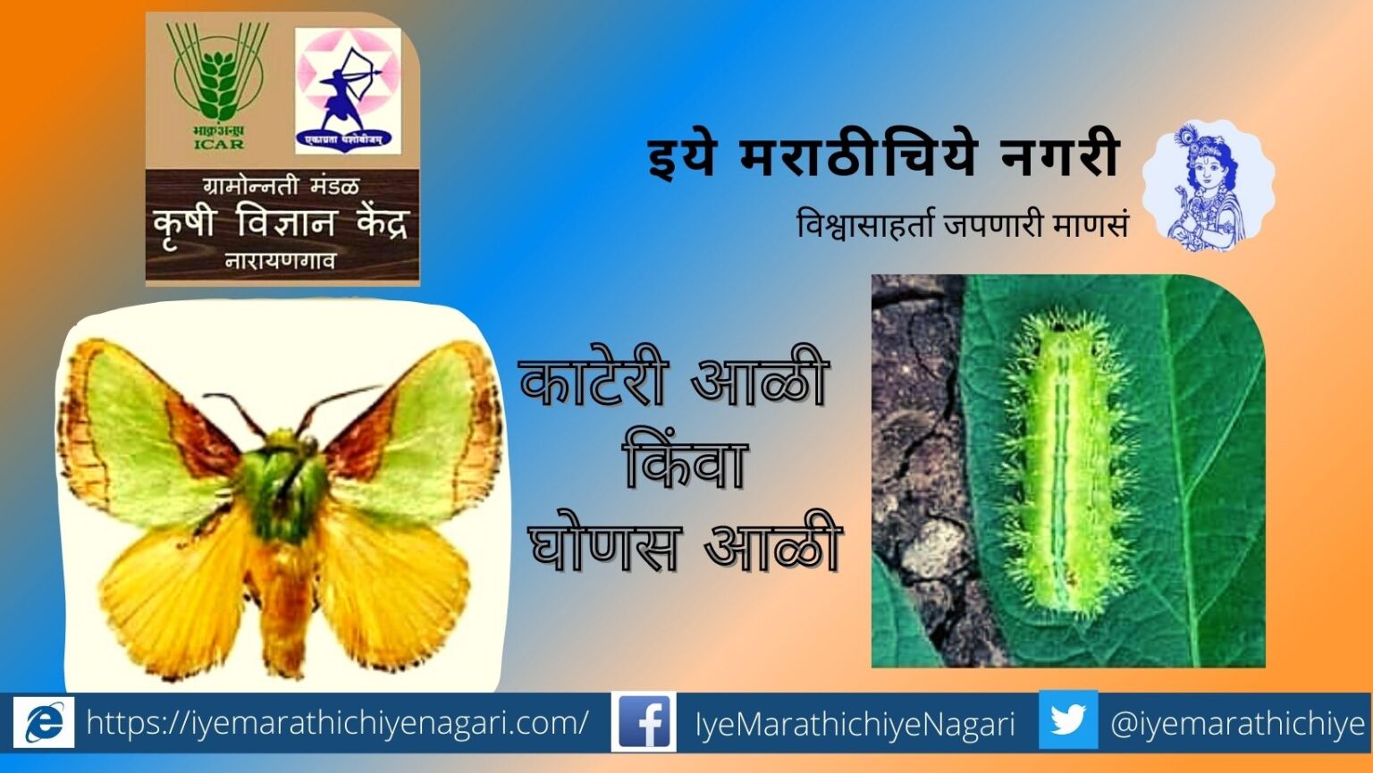 Slug Caterpillar or Ghonas pest introduction