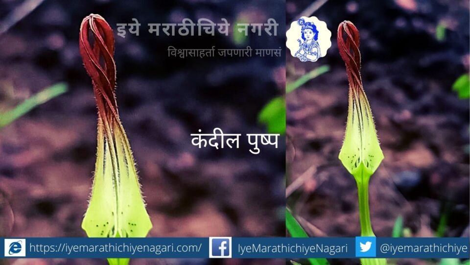 navratri-biodiversity-theme-red color flowers by pratik more