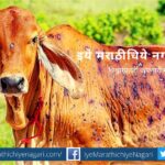 control measure on Lampe Skin Virus