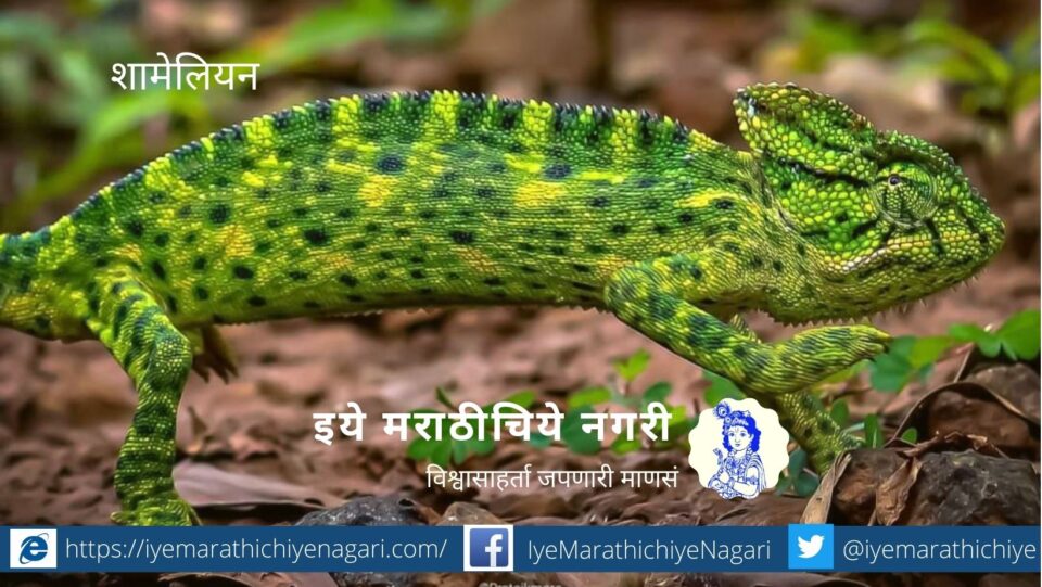 navratri-biodiversity-theme-green colour shades