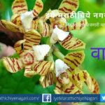 navratri-biodiversity-theme-yellow colour