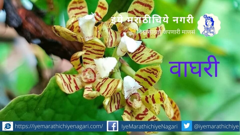 navratri-biodiversity-theme-yellow colour