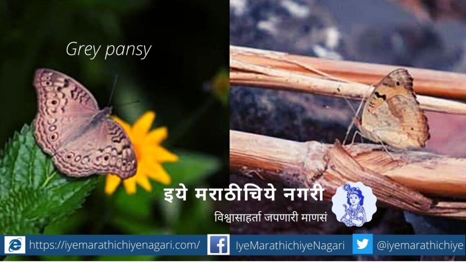 pansy butterfly photo feature by pratik more