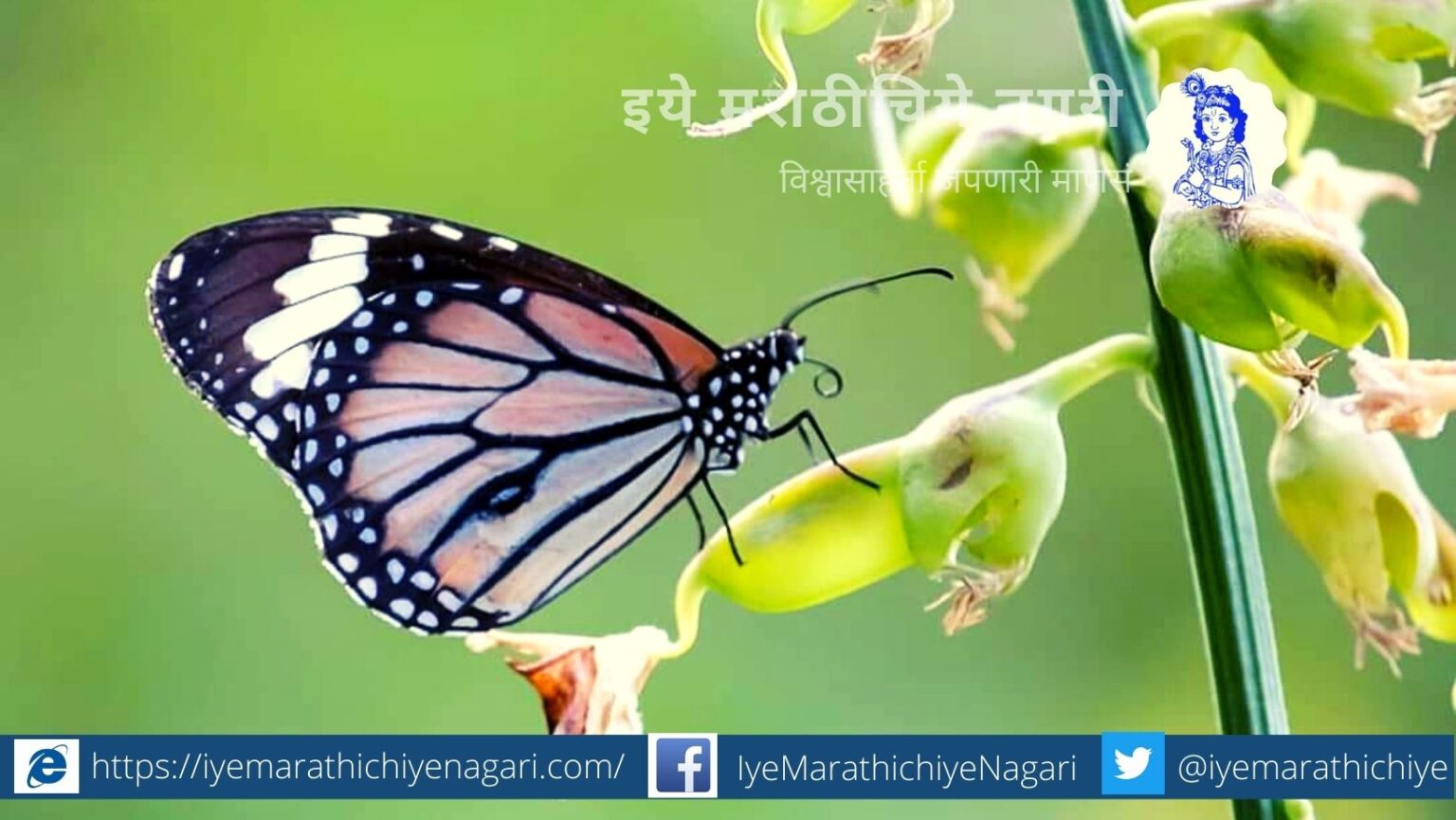 photo-feature-Tiger Butterfly by Pratik More