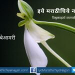 https://iyemarathichiyenagari.com/navratri-theme-biodiversity-white-colour-by-pratik-more/