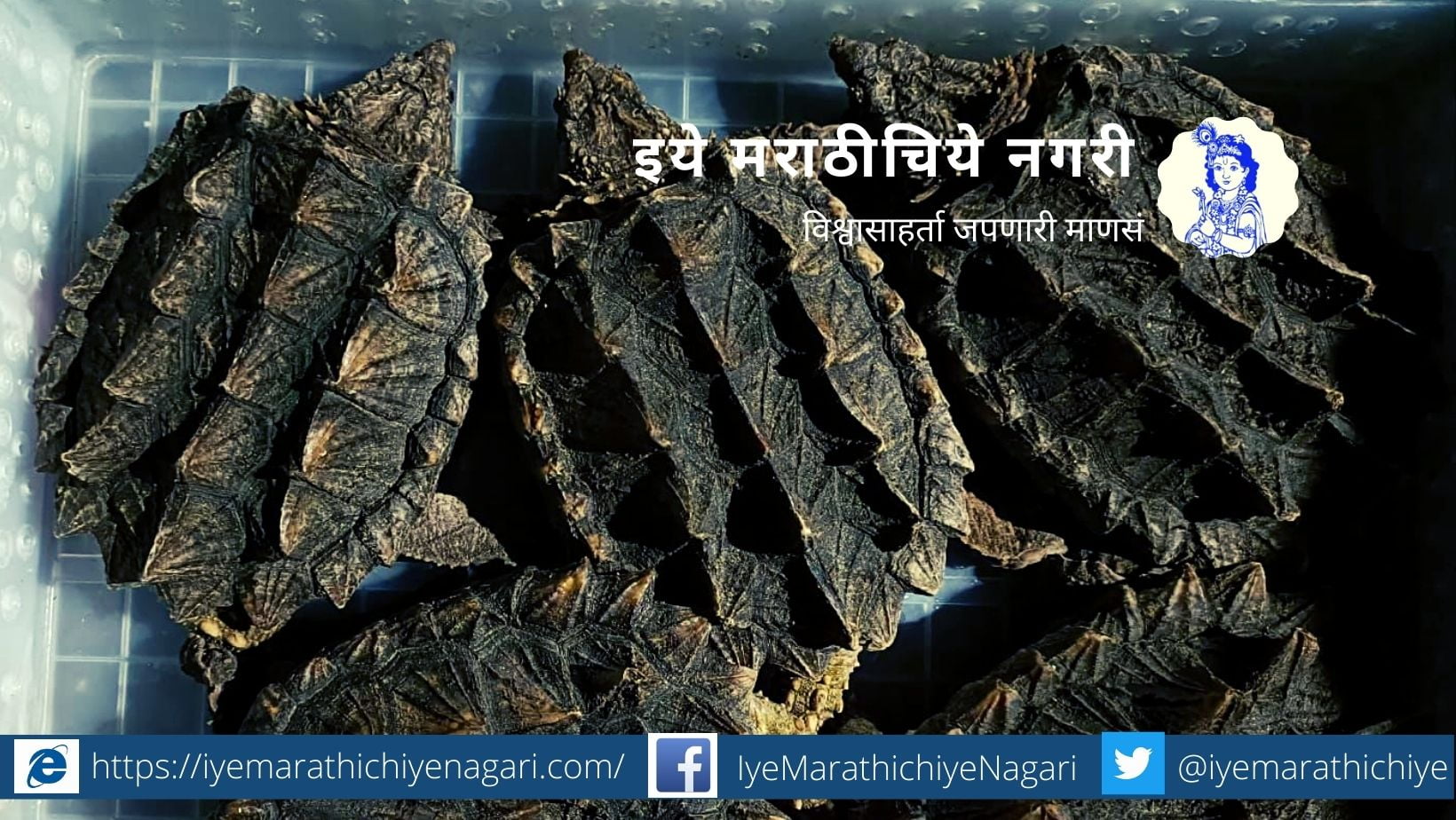 665 animals of exotic species found in import material at air cargo complex