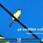 Ashyprinia found in sindhudurg