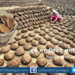 Cow Dung will get Golden Price article by rajendra ghorpade
