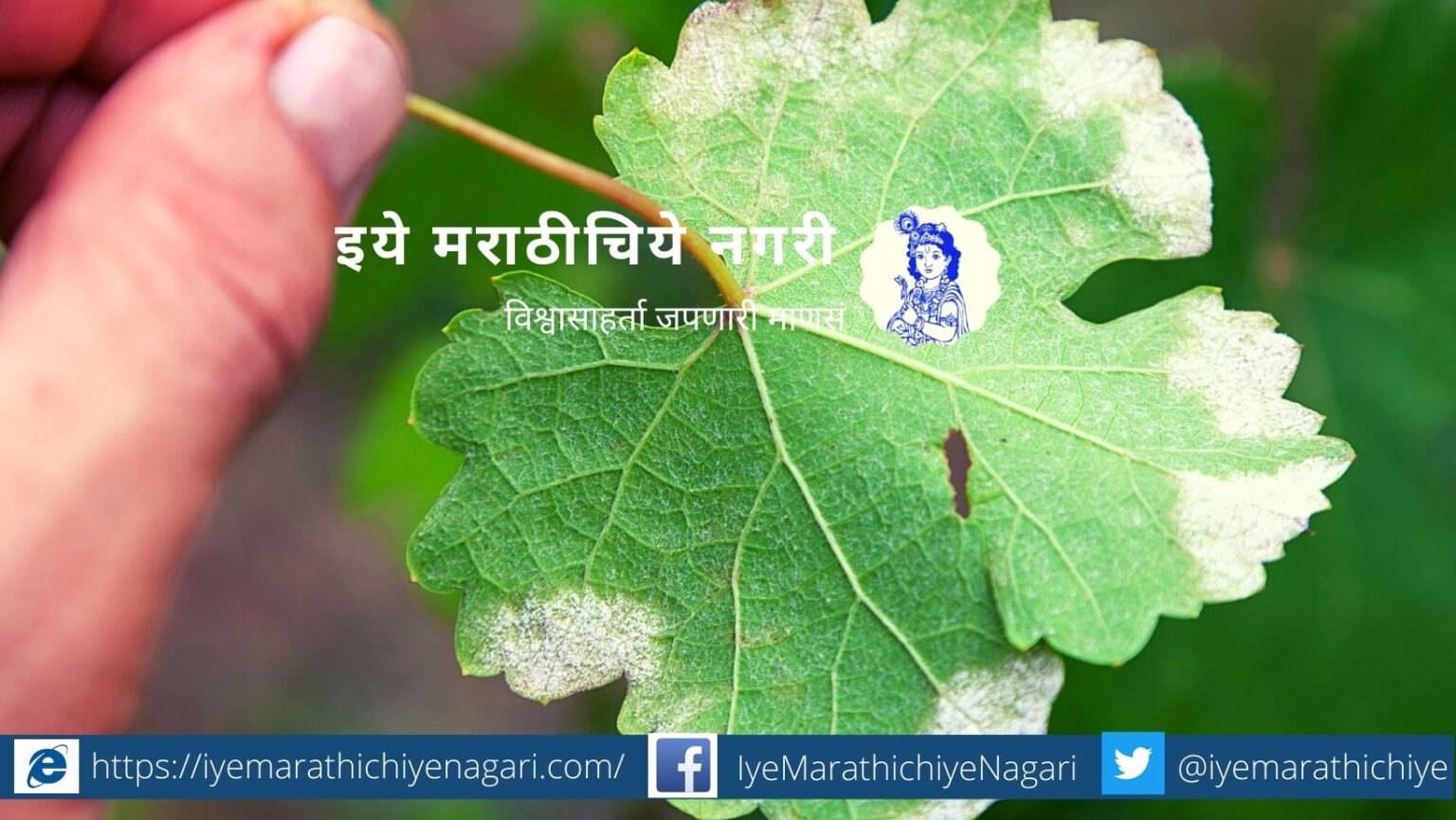 Downey Mildew on Grape Agro advice by Vasudev Kate