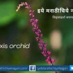 Navratri Biodiversity Theme Pink Colour Shades