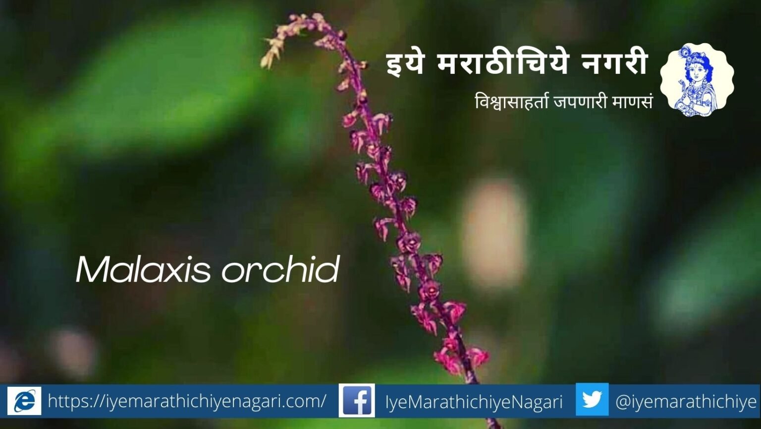 Navratri Biodiversity Theme Pink Colour Shades