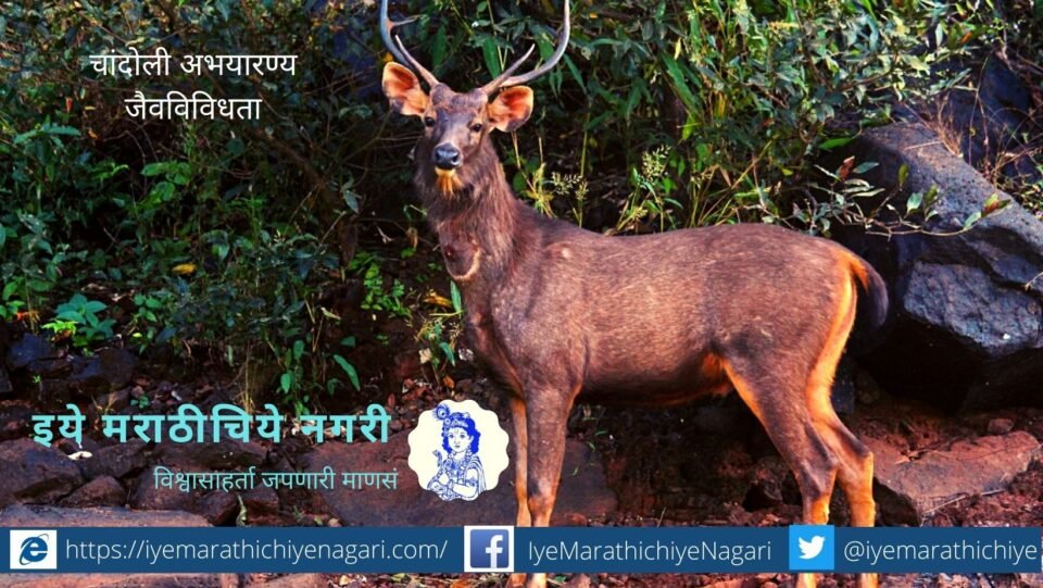 chandoli-Nature-Touism-starts-3