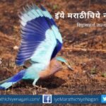 navratri-biodiversity-theme-morpankhi-shade
