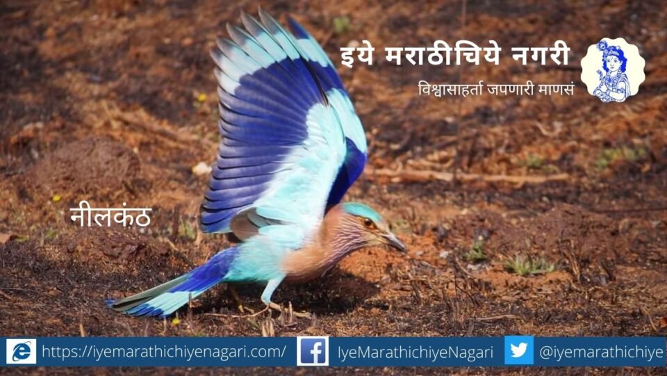 navratri-biodiversity-theme-morpankhi-shade