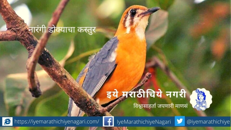 navratri-biodiversity-theme orange Color