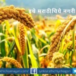Centres promotion of export of coarse cereals and its value added products