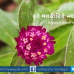 Gomprena Globosa Supari Flower article by V N Shinde