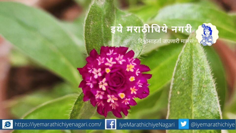 Gomprena Globosa Supari Flower article by V N Shinde