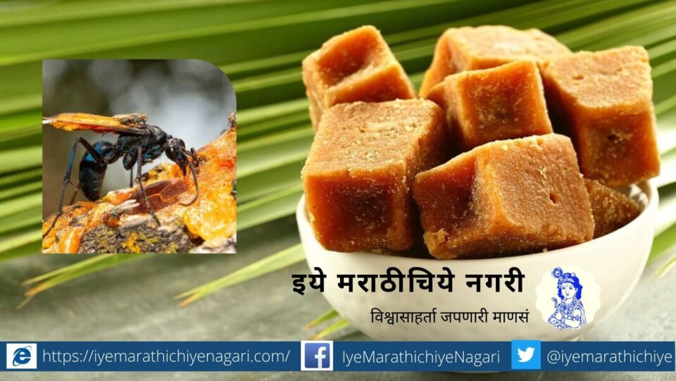 use of Jaggery in biological control of Insects