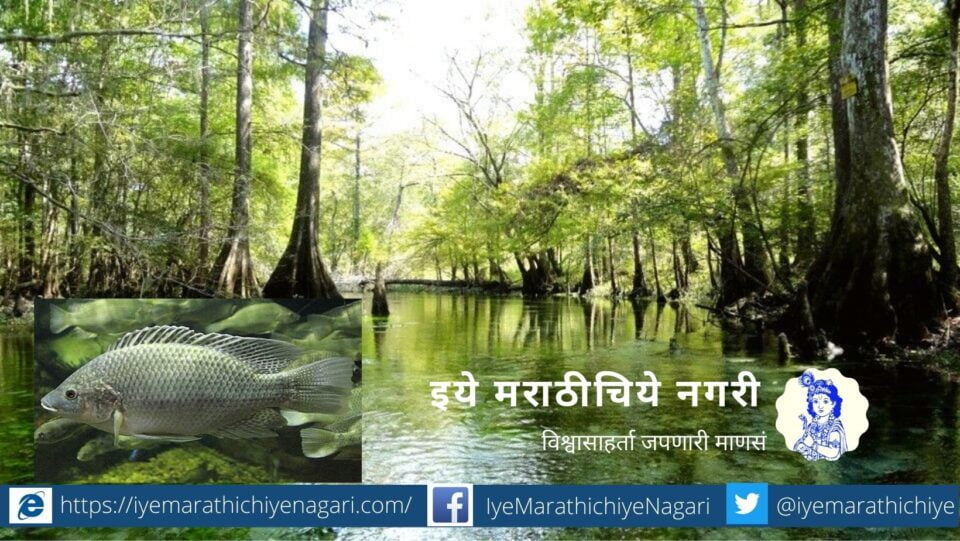 Chilapi Fish and River pollution article by Vilas Shinde