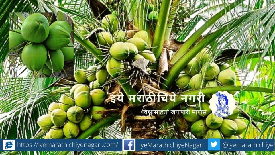 pest-and-disease-control-in-coconut