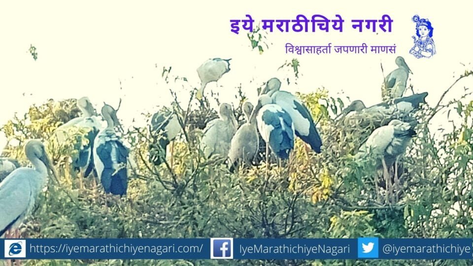 Ranganathittu Bird Sanctuary in Mandya district